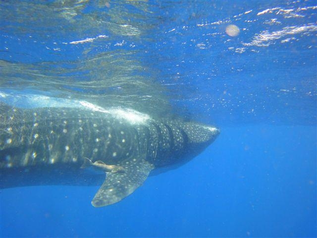  Whale shark 